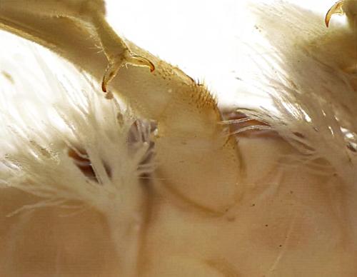 Common Stonefly Larvae